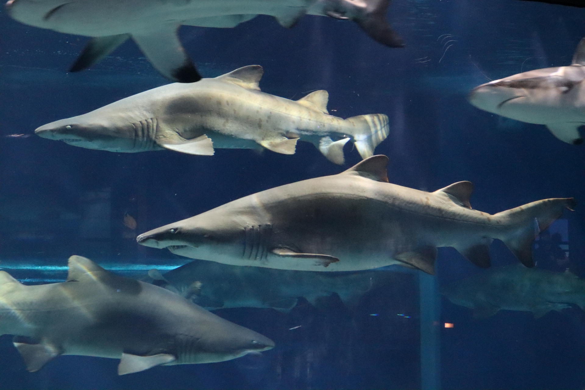 Aquaworld Ibaraki Prefectural Oarai Aquarium