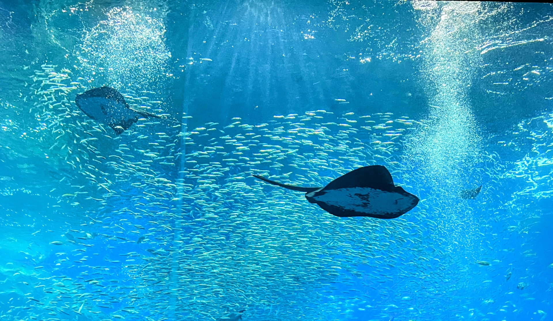 Sendai Umino-Mori Aquarium
