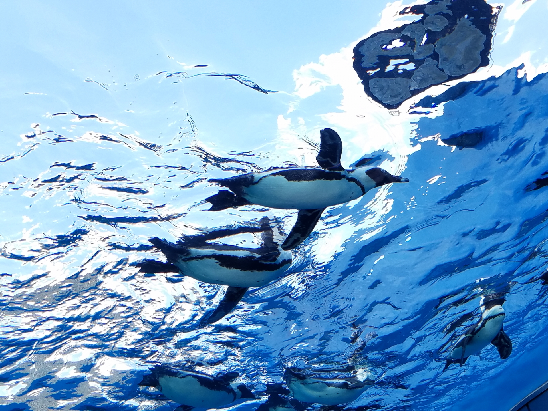 Sunshine Aquarium