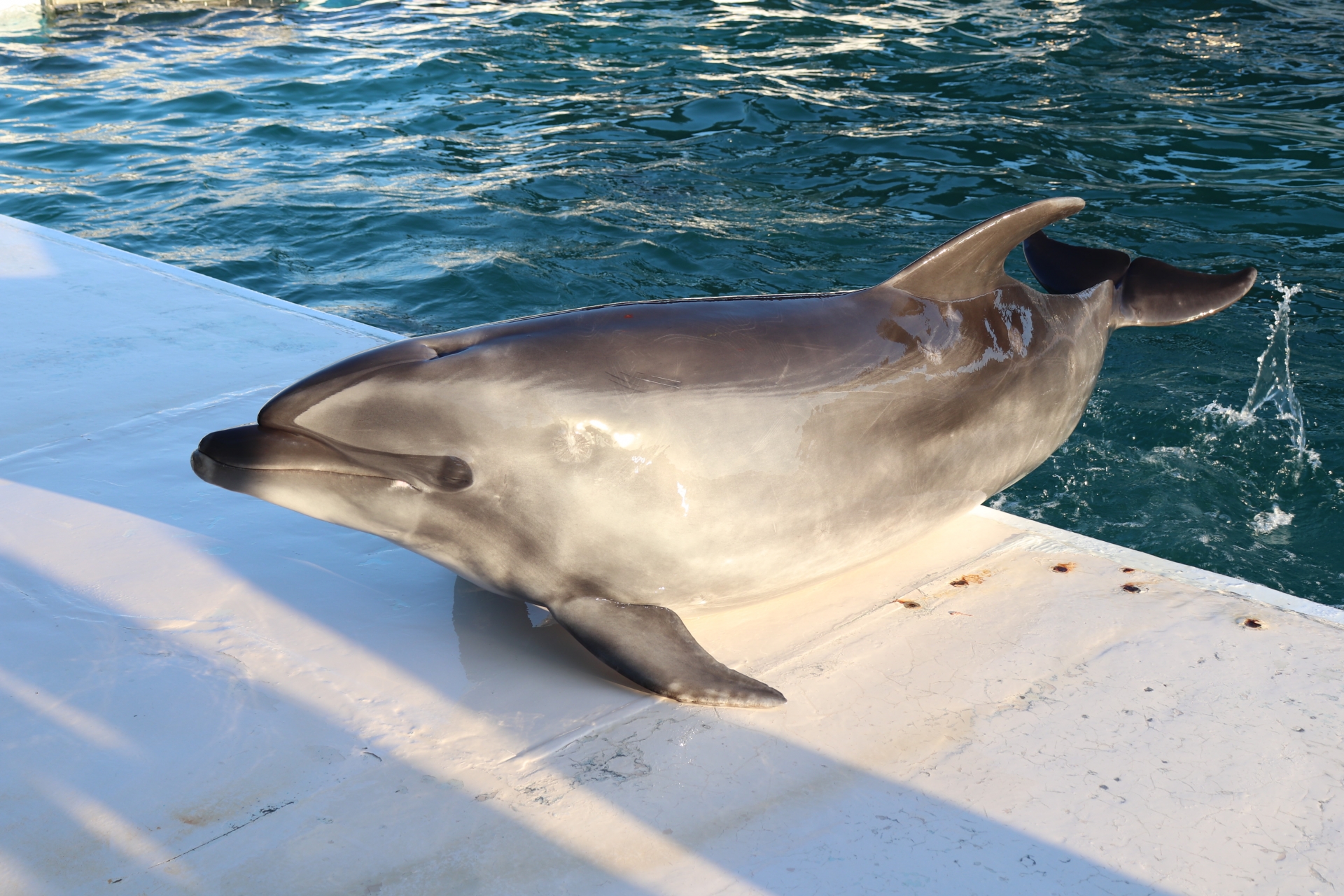 Top 5 Aquariums for Dolphin Shows in Japan