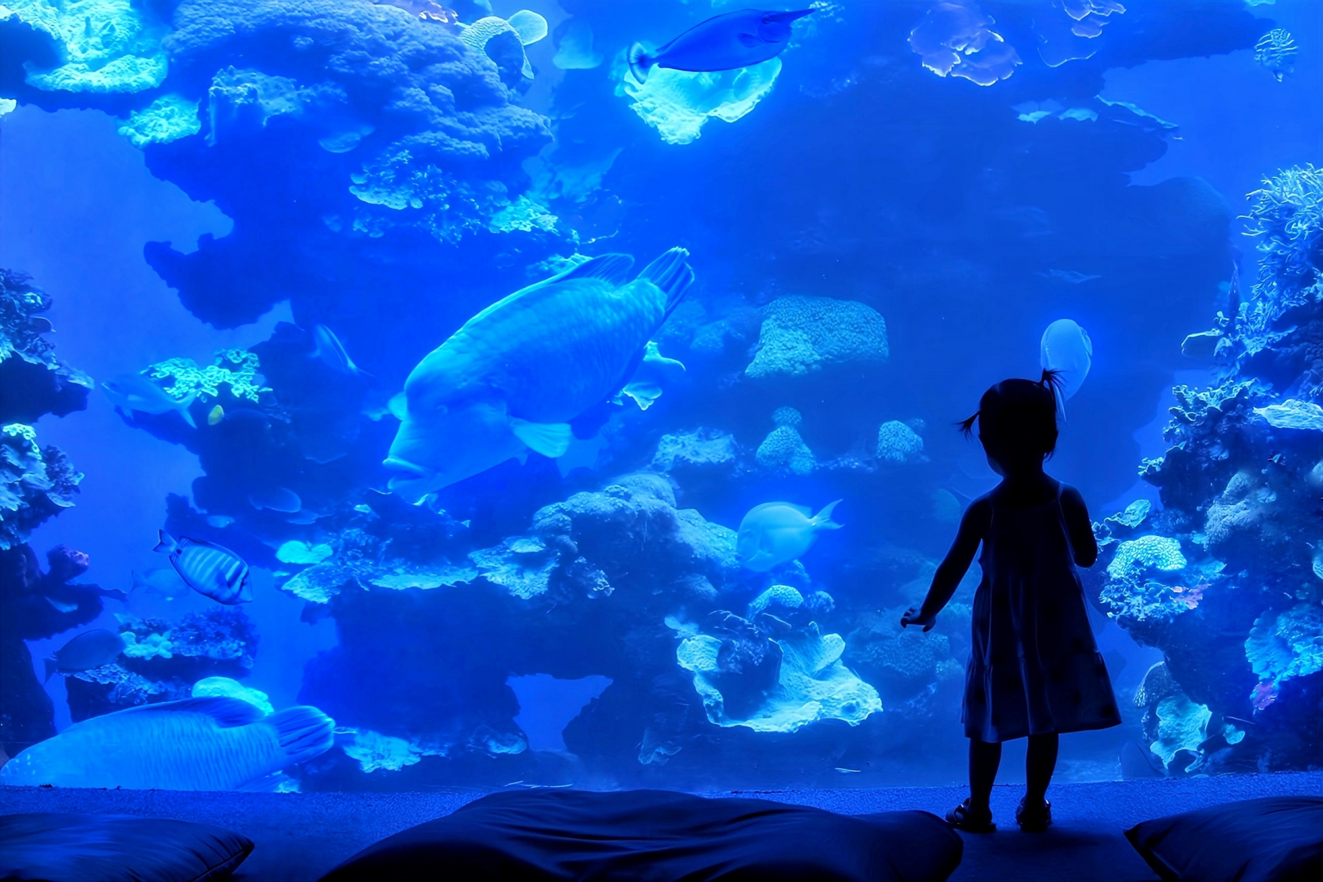 Top 5 Family-Friendly Aquariums in Japan